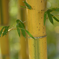 Orto Botanica Padua