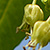 Acer monspessulanum * Felsenahorn