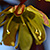 Acer platanoides * Spitz-Ahorn