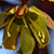 Acer platanoides * Spitz-Ahorn