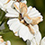 Achillea ptarmica  *  Sumpf-Schafgarbe