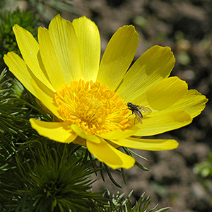 Frühlings-Adonis