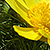 Adonis vernalis * Frühlings-Adonis