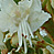 Aesculus hippocastanum * Rosskastanie