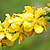 Agrimonia eupatoria  *  Gemeiner Odermennig