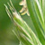 Agropyron repens  *  Kriechende Quecke