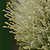 Allium fistulosum  *  Winterzwiebel