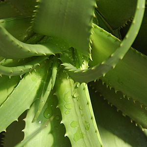 Aloe