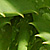 Aloe barbadensis  *  Aloe