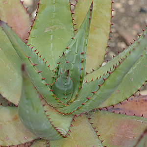 Aloe