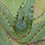 Aloe ferox * Aloe
