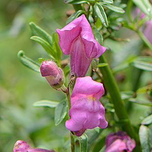 Garten-Löwenmaul