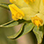 Anthyllis vulneraria subsp. vulneraria * Echter Wundklee