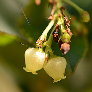 Erdbeerbaum