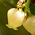 Arbutus unedo * Erdbeerbaum