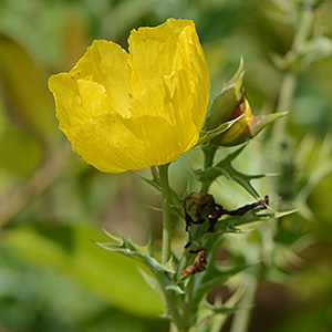 Stachelmohn