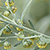 Artemisia absinthium  *  Wermut