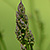 Asparagus officinalis  *  Gemüse-Spargel