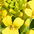 Barbarea vulgaris  *  Gemeine Winterkresse