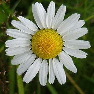 Gänseblümchen, Massliebchen