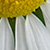 Bellis perennis * Gänseblümchen, Massliebchen