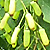Berberis vulgaris  *  Gemeine Berberitze