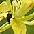Brassica nigra  *  Schwarzer Senf
