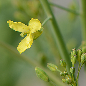 Gemüse-Kohl