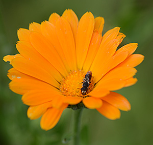 Garten-Ringelblume