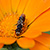 Calendula officinalis  *  Garten-Ringelblume