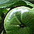 Camellia sinensis  *  Schwarzer Tee