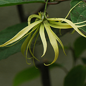 YlangYlang