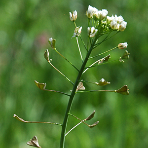 Gemeines Hirtentäschchen