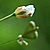 Capsella bursa-pastoris  *  Gemeines Hirtentäschchen