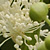 Cimicifuga racemosa  *  Traubensilberkerze