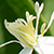 Clematis recta  *  Aufrechte Waldrebe