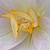 Colchicum autumnale * Herbst-Zeitlose