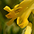 Corydalis lutea  *  Gelber Lerchensporn