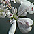 Coriandrum sativum  *  Koriander