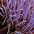 Cynara cardunculus subsp. scolymus  *  Echte Artischocke