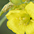 Diplotaxis tenuifolia  *  Schmalblättriger Doppelsame