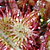 Drosera rotundifolia  *  Rundblättriger Sonnentau