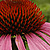 Echinacea purpurea  *  Sonnenhut