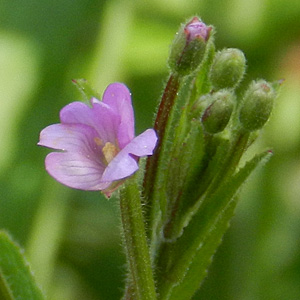 Kleinblütiges Weidenröschen