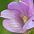 Epilobium parviflorum  *  Kleinblütiges Weidenröschen