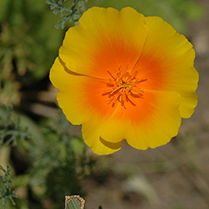 Kalifornischer Mohn