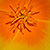 Eschscholzia californica * Kalifornischer Mohn