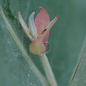 Eucalyptus