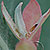 Eucalyptus globulus * Eucalyptus