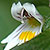 Euphrasia montana * Berg-Augentrost